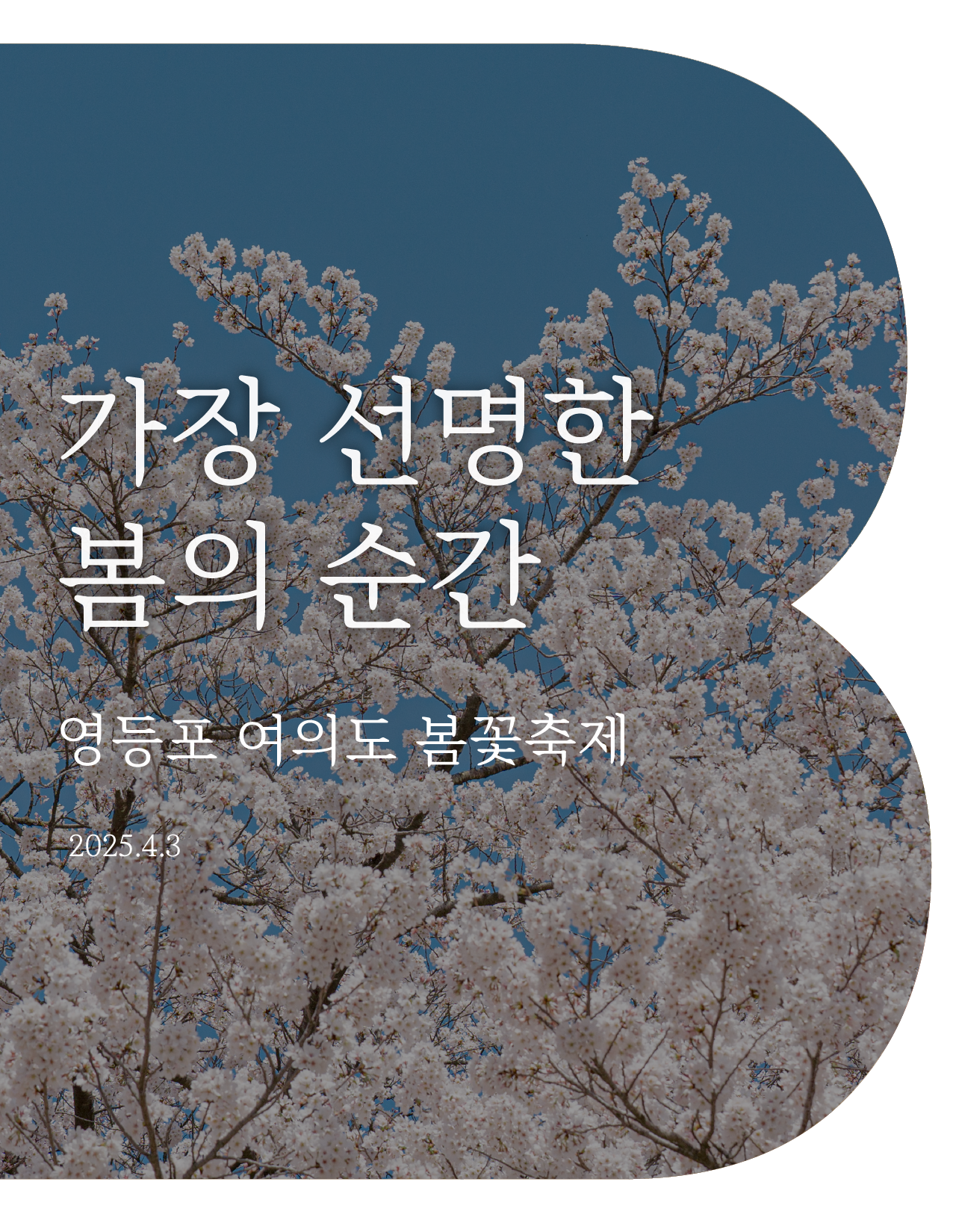 가장 선명한 봄의 순간: 영등포 여의도 봄꽃축제