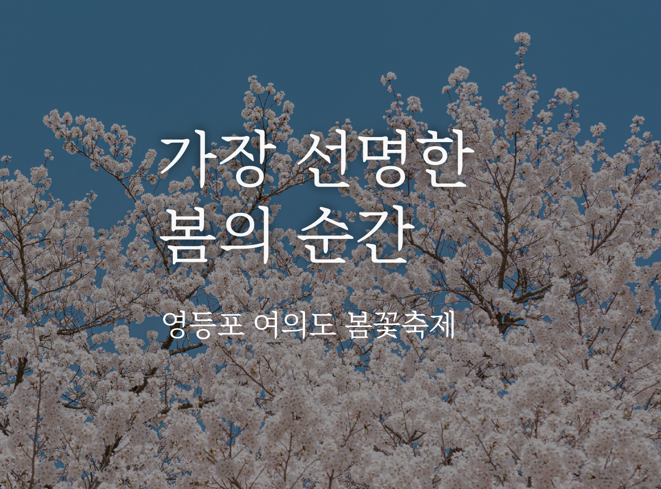 가장 선명한 봄의 순간: 영등포 여의도 봄꽃축제